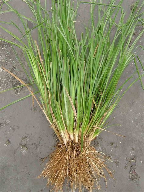 vetiver meaning